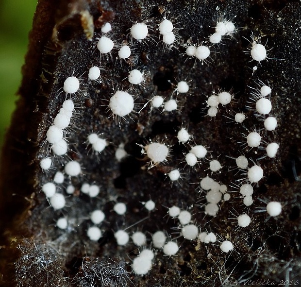 volutelka Volutella ciliata (Alb. & Schwein.) Fr.