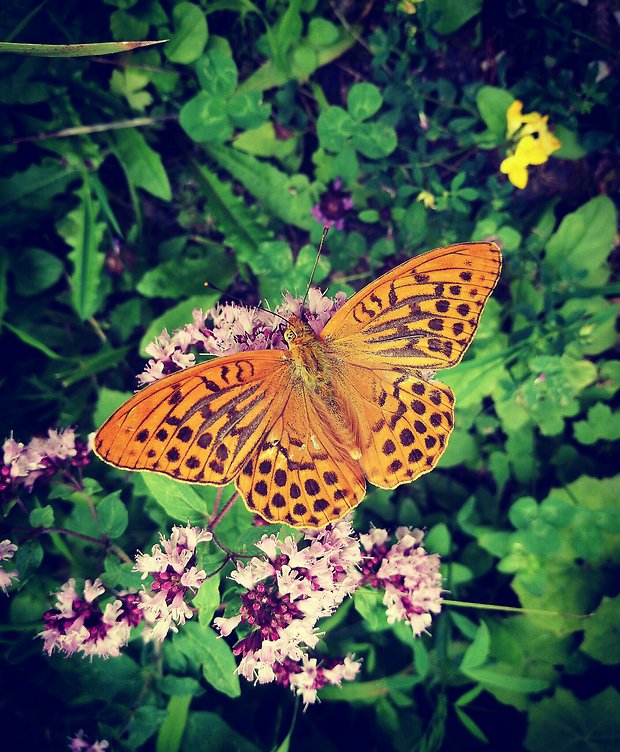 perlovec striebristopásavý argynnis paphia