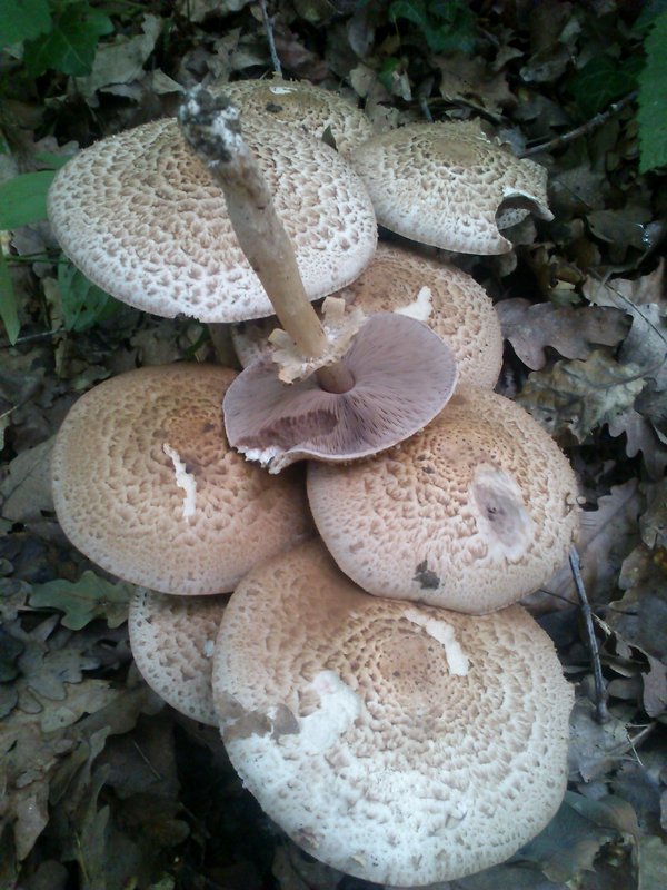 pečiarka obrovská Agaricus augustus Fr.