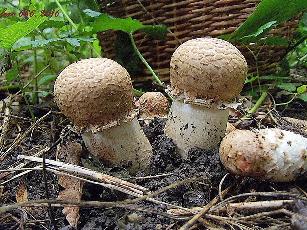 pečiarka trsovitá Agaricus bohusii Bon