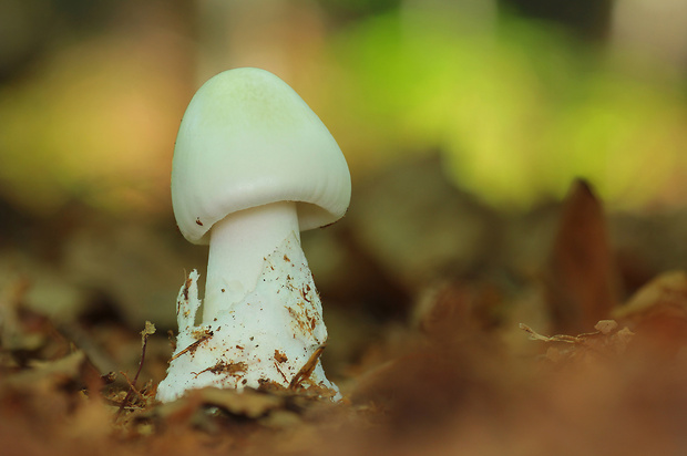 muchotrávka zelená Amanita phalloides (Vaill. ex Fr.) Link