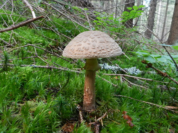 muchotrávka červenkastá Amanita rubescens Pers.