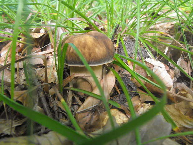 hríb bronzový Boletus aereus Bull.