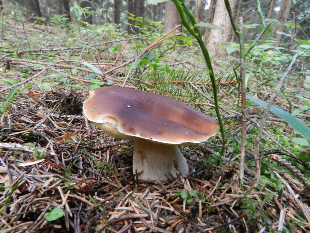 hríb smrekový Boletus edulis Bull.