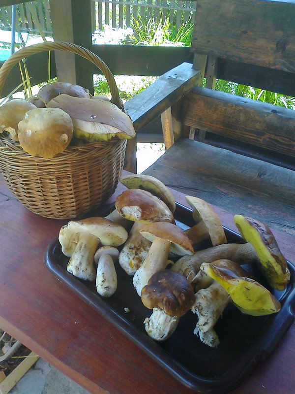 hríb smrekový Boletus edulis Bull.