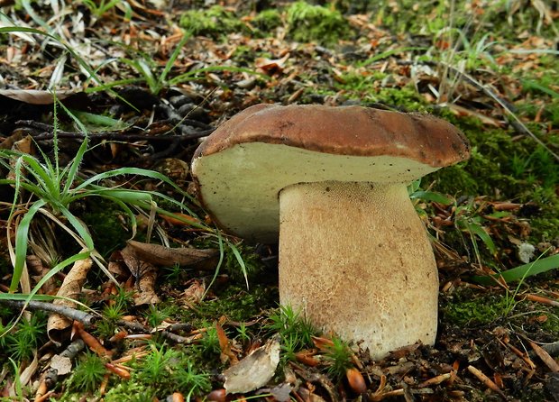 hríb dubový Boletus reticulatus Schaeff.