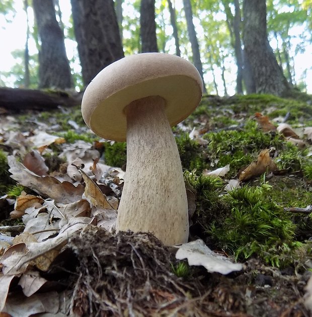 hríb dubový Boletus reticulatus Schaeff.