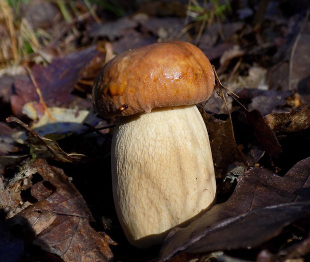 hríb dubový Boletus reticulatus Schaeff.