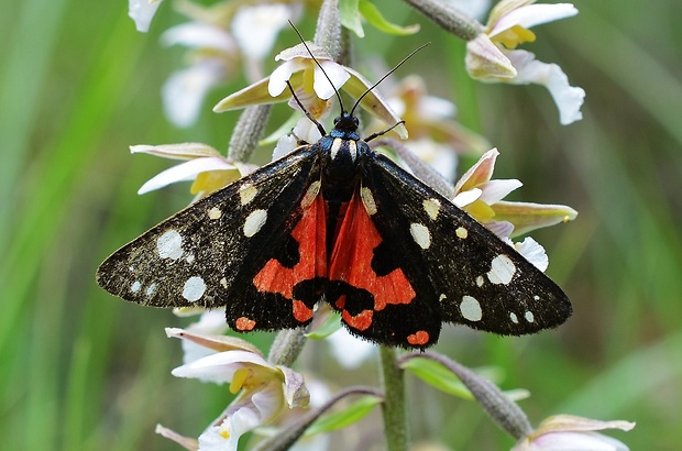 spriadač hluchavkový Callimorpha dominula Linnaeus,1758