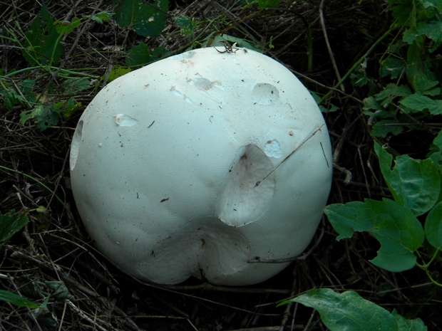 vatovec obrovský Calvatia gigantea (Batsch) Lloyd