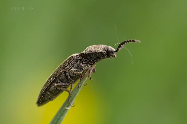 kováčik Cidnopus pilosus