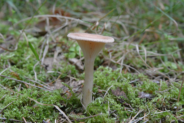 strmuľka lievikovitá Clitocybe gibba (Pers.) P. Kumm.