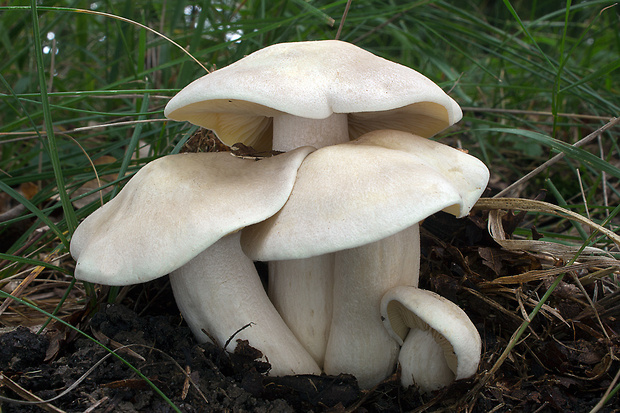 hodvábnica veľká Entoloma sinuatum (Bull.) P. Kumm.