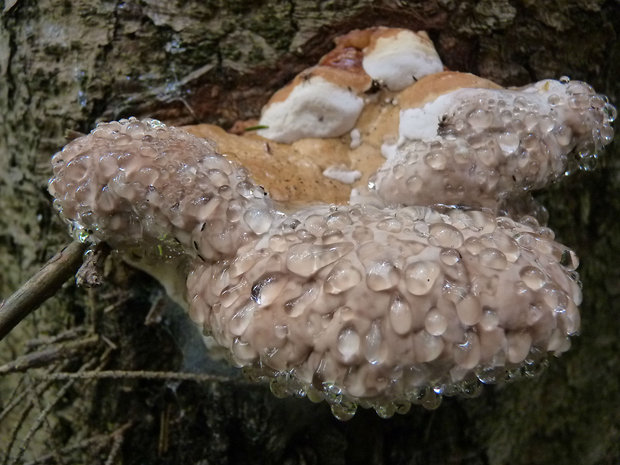 práchnovček pásikavý Fomitopsis pinicola (Sw.) P. Karst.