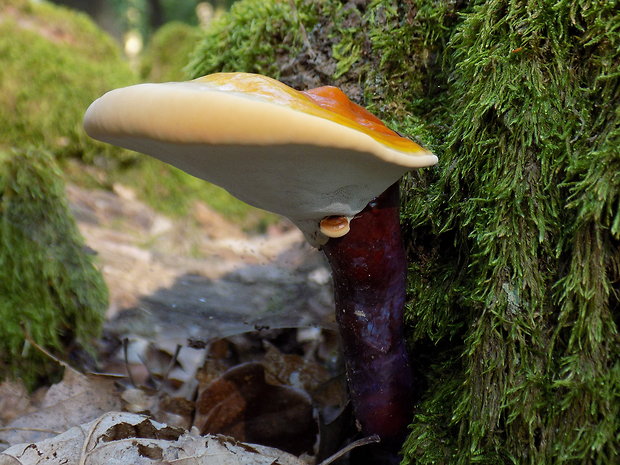 lesklokôrovka obyčajná Ganoderma lucidum (Curtis) P. Karst.