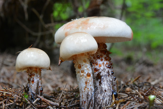 sliziak škvrnitý Gomphidius maculatus (Scop.) Fr.