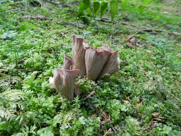 lievikovec kyjakovitý Gomphus clavatus (Pers.) Gray