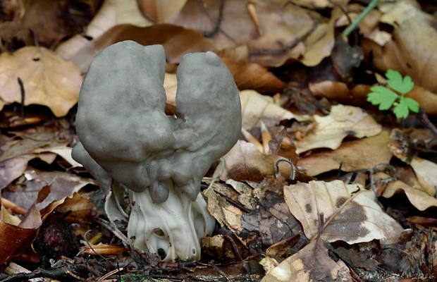 chriapač jamkatý Helvella lacunosa Afzel.