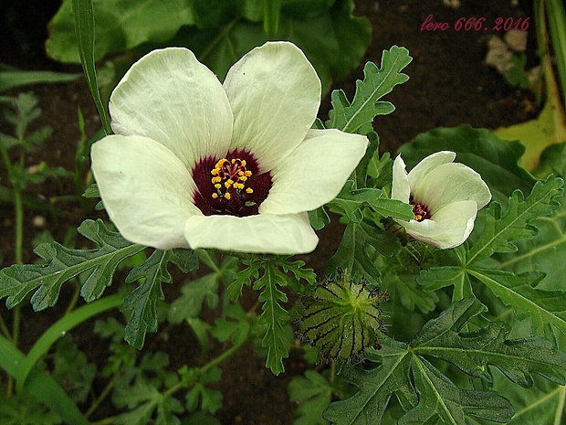 ibištek trojdielny Hibiscus trionum L.