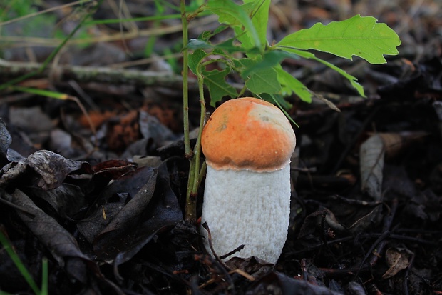 kozák osikový Leccinum albostipitatum den Bakker & Noordel.