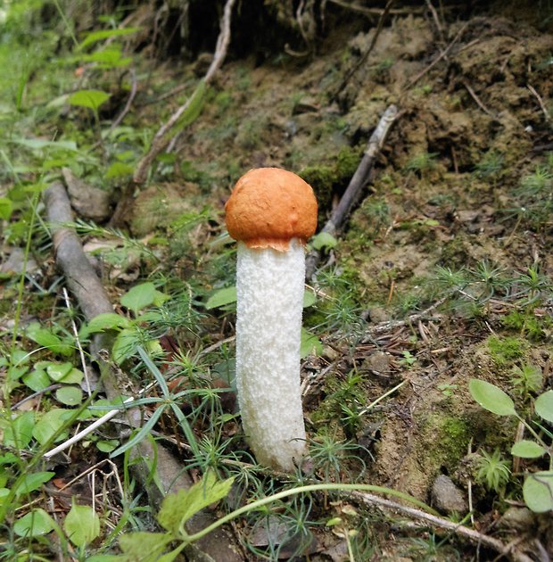 kozák osikový Leccinum albostipitatum den Bakker & Noordel.