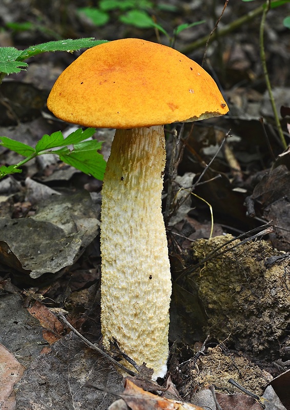 kozák osikový Leccinum albostipitatum den Bakker & Noordel.