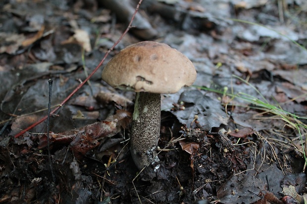 kozák topoľový Leccinum duriusculum (Schulzer ex Kalchbr.) Singer