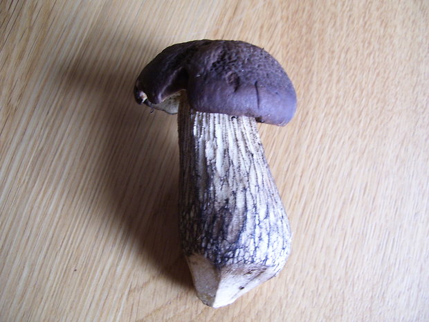 kozák hrabový Leccinum pseudoscabrum (Kallenb.) Šutara