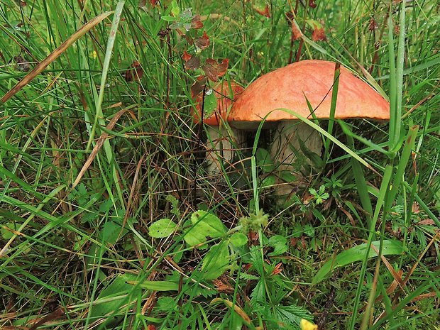 kozák Leccinum sp.