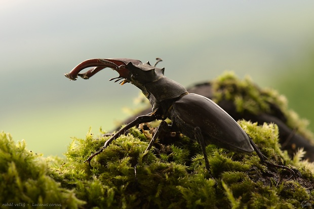 roháč veľký Lucanus cervus