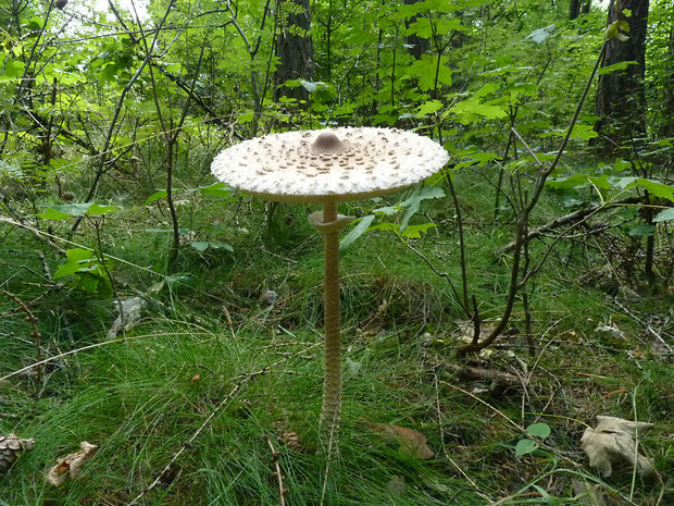 bedľa vysoká Macrolepiota procera (Scop.) Singer