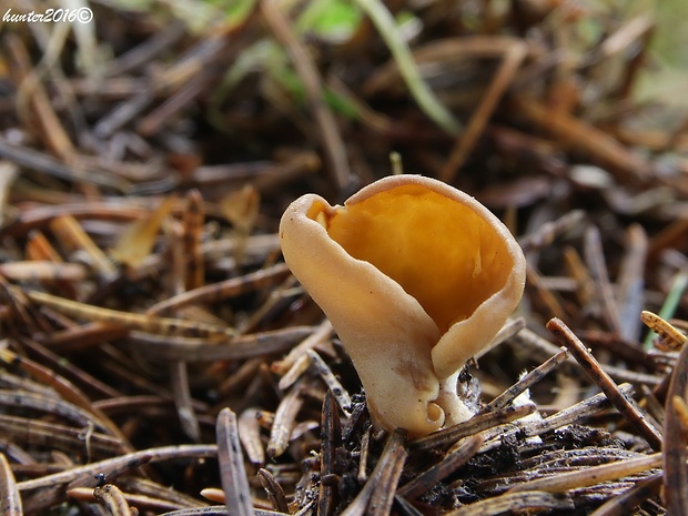 uško zajačie Otidea leporina (Batsch) Fuckel