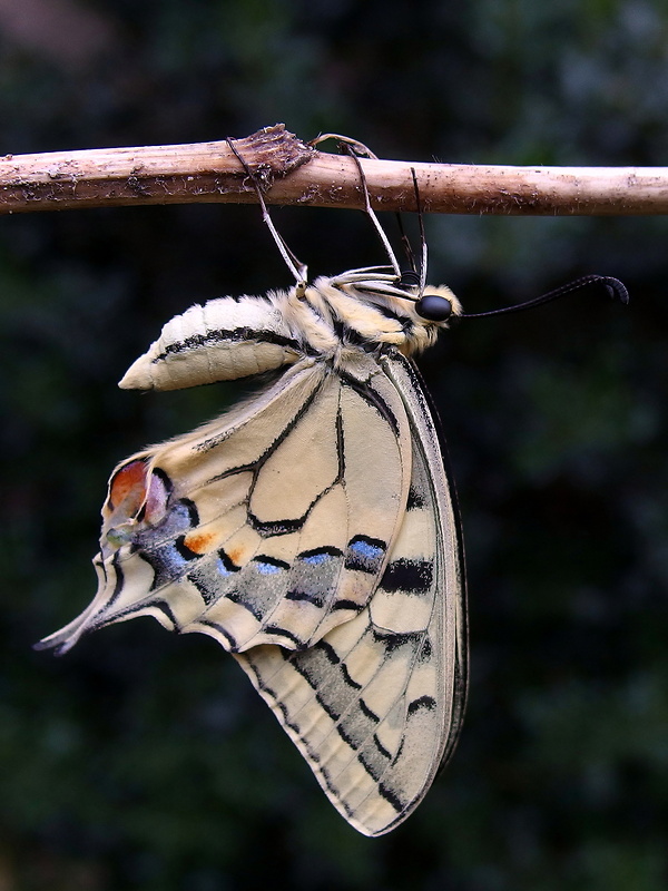 vidlochvost feniklový Papilio machaon