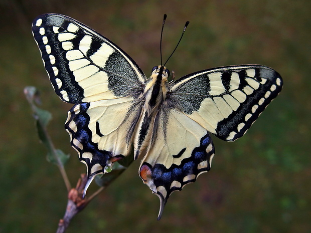 vidlochvost feniklový  Papilio machaon