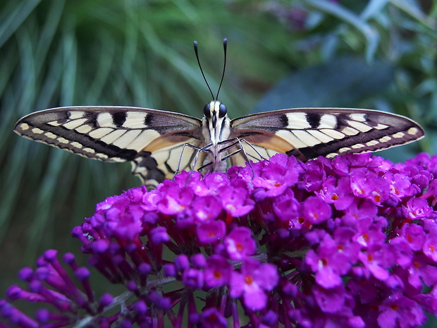 vidlochvost feniklový Papilio machaon