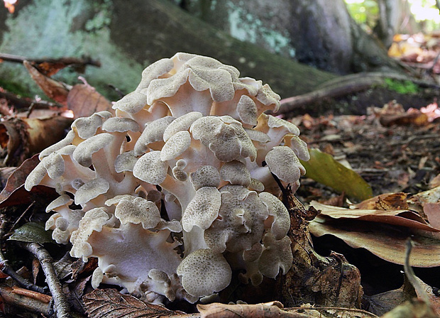 trúdnik klobúčkatý Polyporus umbellatus (Pers.) Fr.