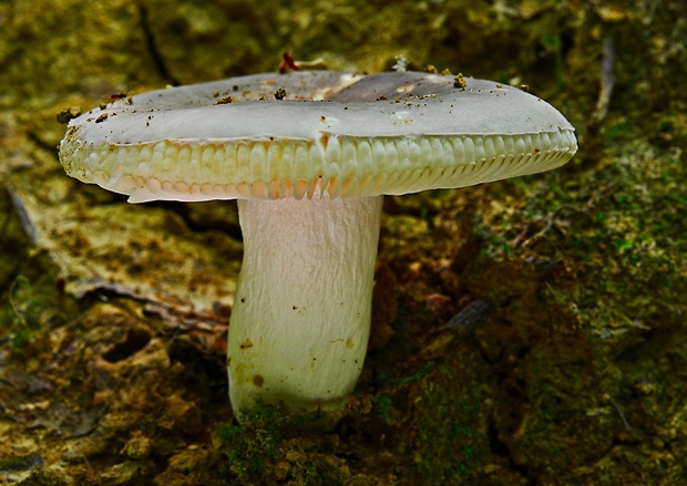 plávka olivovomodrastá Russula medullata Romagn.