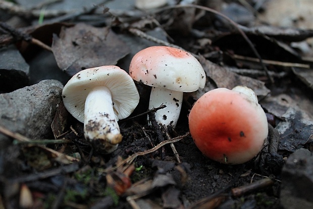 plávka Russula sp.