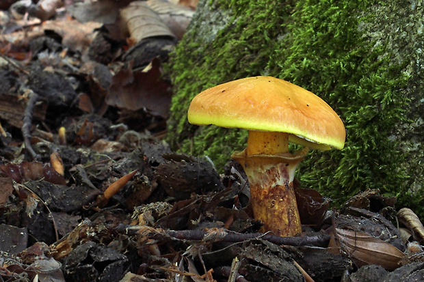 masliak smrekovcový Suillus grevillei (Klotzsch) Singer