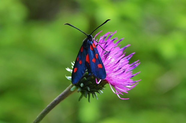 vretienka obyčajná Zygaena filipendulae Linnaeus,1758