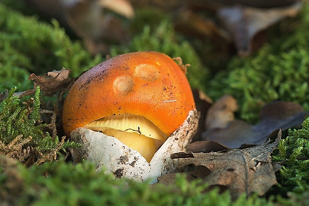 muchotrávka cisárska Amanita caesarea (Scop.) Pers.