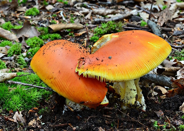 muchotrávka cisárska Amanita caesarea (Scop.) Pers.