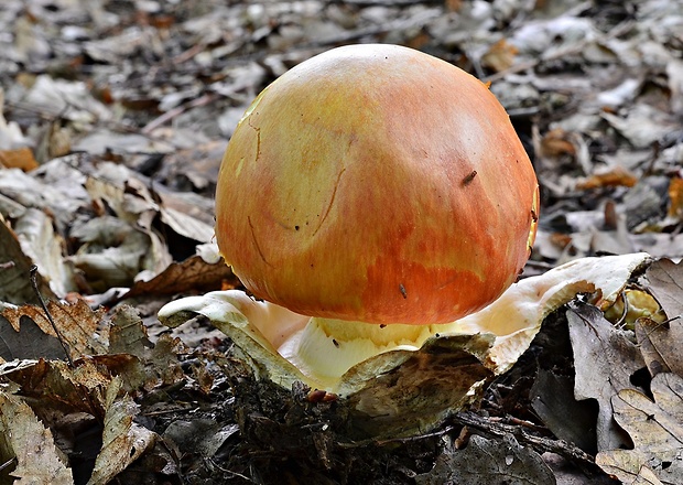 muchotrávka cisárska Amanita caesarea (Scop.) Pers.