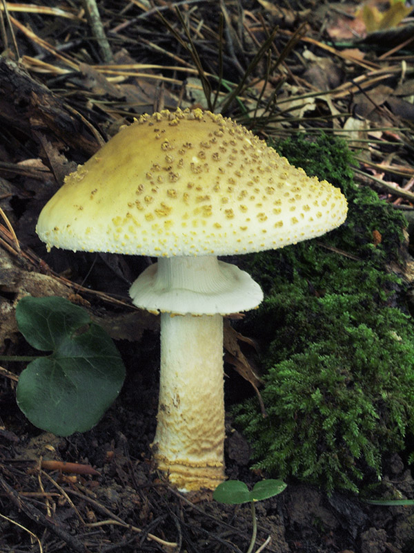 muchotrávka olivovohnedastá Amanita franchetii (Boud.) Fayod