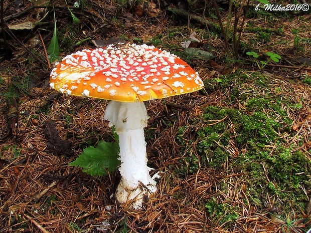 muchotrávka červená Amanita muscaria (L.) Lam.