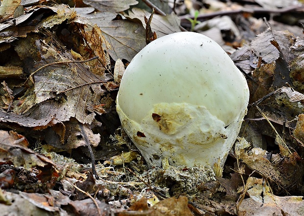 muchotrávka zelená biela Amanita phalloides var. alba Costantin & L.M. Dufour