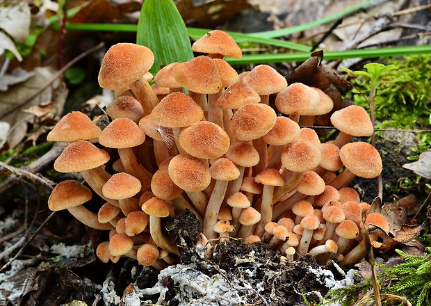 podpňovka bezprsteňová Armillaria socialis (DC.) Fayod