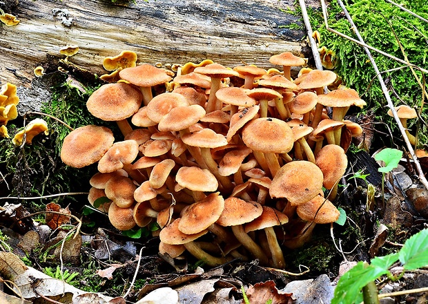 podpňovka bezprsteňová Armillaria socialis (DC.) Fayod