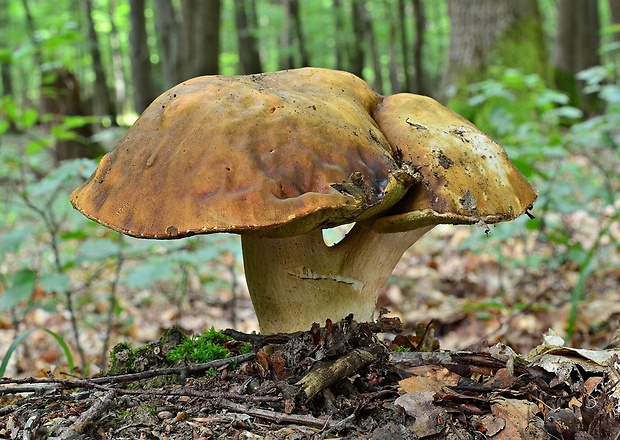 hríb bronzový Boletus aereus Bull. ex Fr.