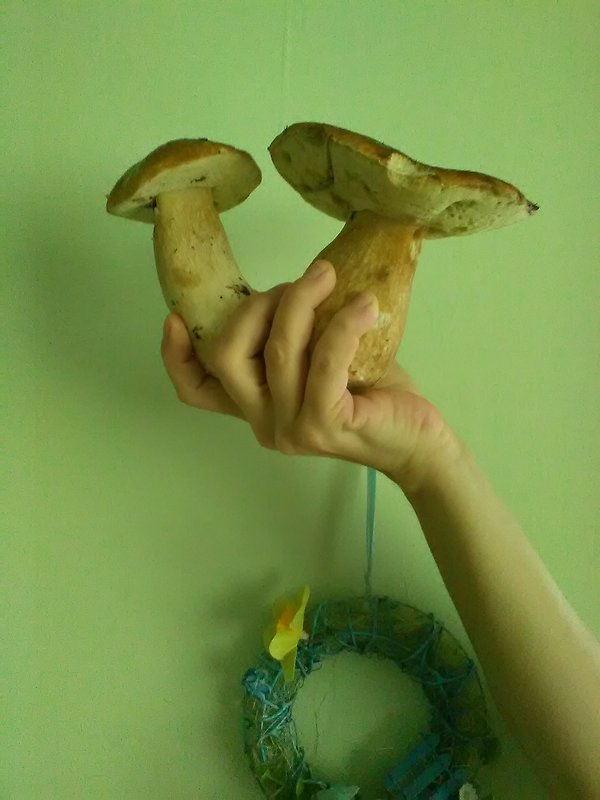 hríb smrekový Boletus edulis Bull.